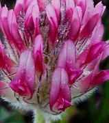 Trifolium macrocephalum, Big Head Clover